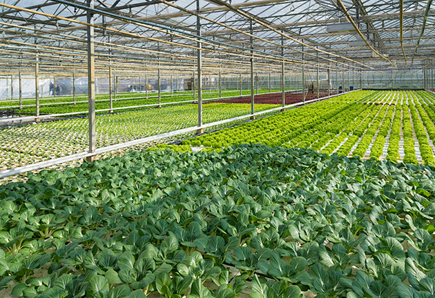 農(nóng)業(yè)種植基地.jpg